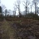 Nieuwe aanplant in het Sterrebos